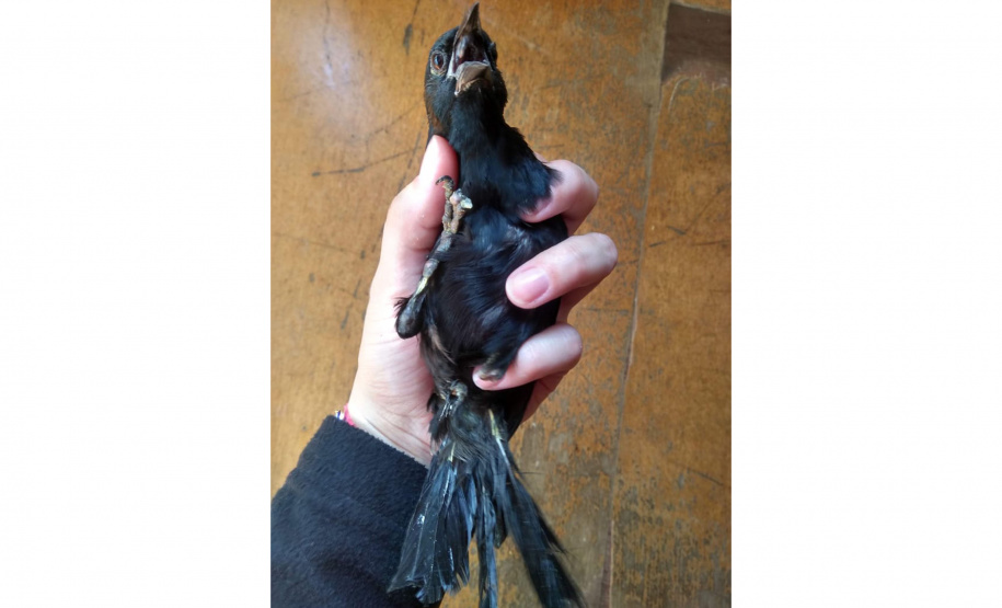 Governo incentiva a guarda responsável de animais silvestres vítimas de maus-tratos