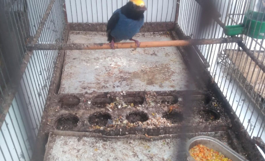 Governo incentiva a guarda responsável de animais silvestres vítimas de maus-tratos