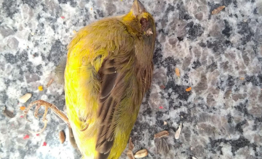 Governo incentiva a guarda responsável de animais silvestres vítimas de maus-tratos