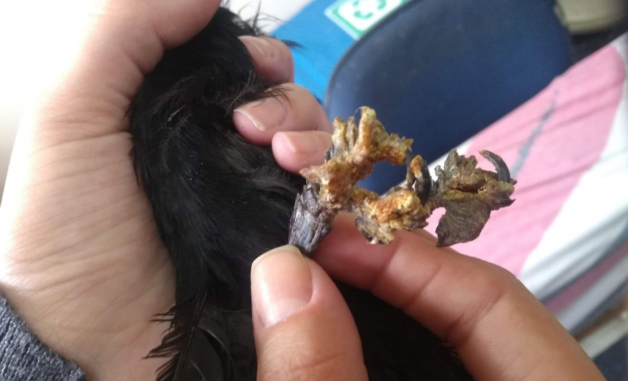 Governo incentiva a guarda responsável de animais silvestres vítimas de maus-tratos