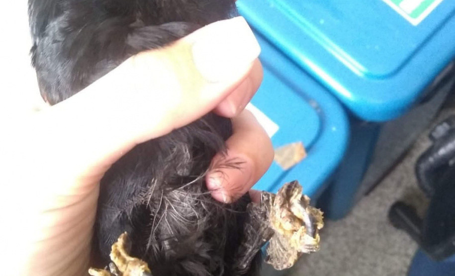 Governo incentiva a guarda responsável de animais silvestres vítimas de maus-tratos