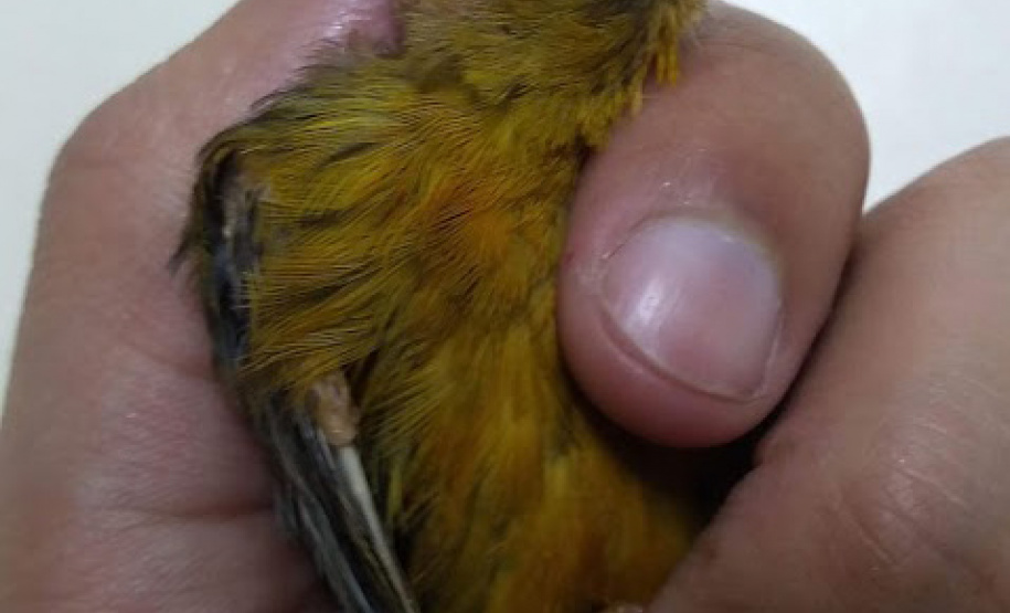 Governo incentiva a guarda responsável de animais silvestres vítimas de maus-tratos