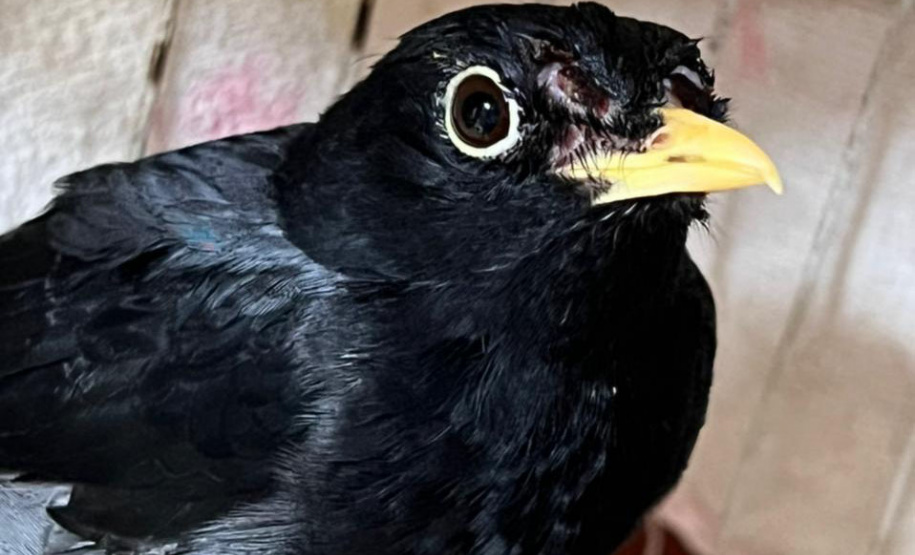 Governo incentiva a guarda responsável de animais silvestres vítimas de maus-tratos