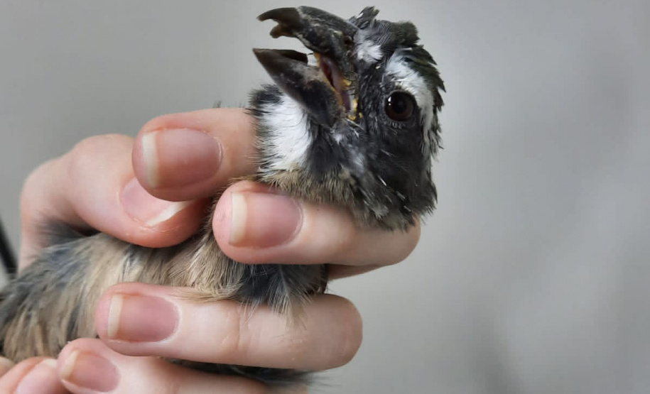 Governo incentiva a guarda responsável de animais silvestres vítimas de maus-tratos