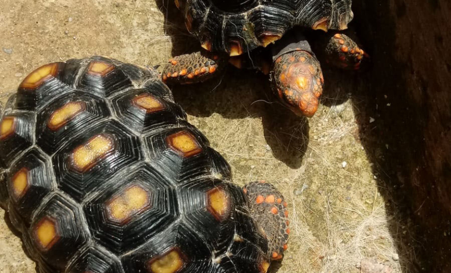 Governo incentiva a guarda responsável de animais silvestres vítimas de maus-tratos