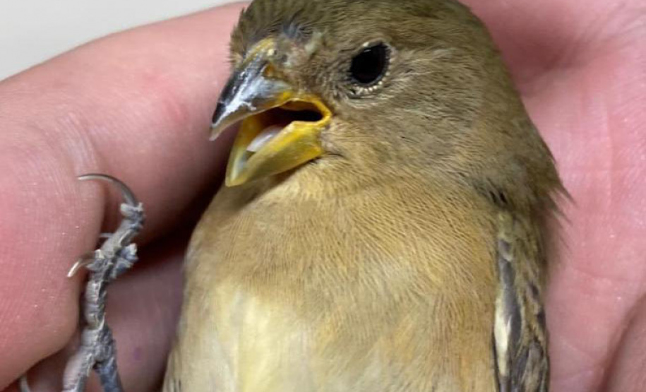 Governo incentiva a guarda responsável de animais silvestres vítimas de maus-tratos