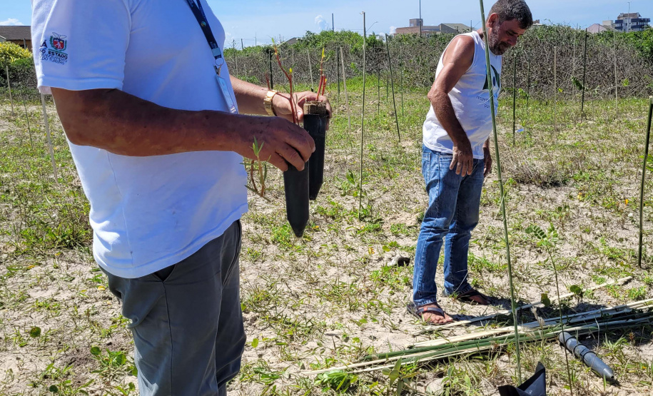 Projeto do IAT em parceria com a prefeitura de Pontal do Paraná recuperou uma área de 350 metros quadrados de restinga