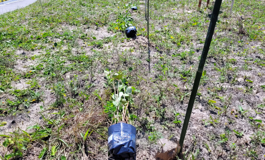 Projeto do IAT em parceria com a prefeitura de Pontal do Paraná recuperou uma área de 350 metros quadrados de restinga