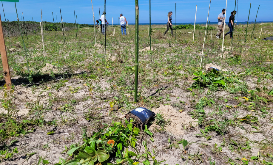 Projeto do IAT em parceria com a prefeitura de Pontal do Paraná recuperou uma área de 350 metros quadrados de restinga