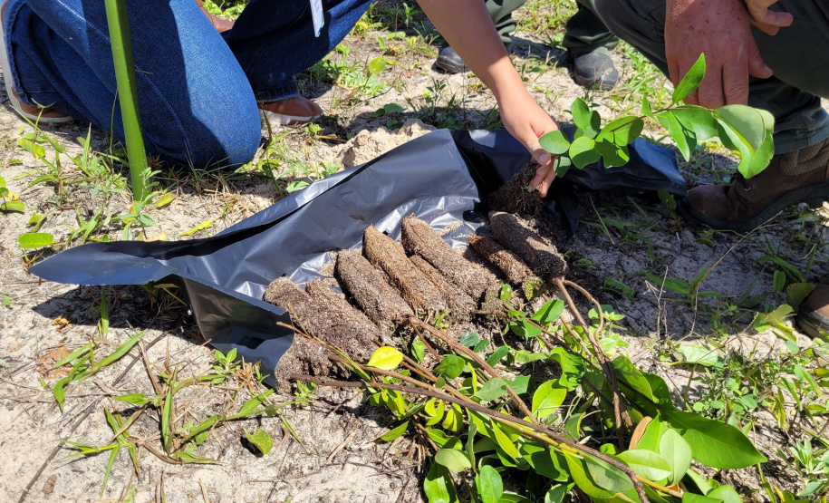 Projeto do IAT em parceria com a prefeitura de Pontal do Paraná recuperou uma área de 350 metros quadrados de restinga