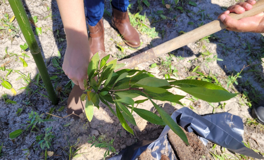 Projeto do IAT em parceria com a prefeitura de Pontal do Paraná recuperou uma área de 350 metros quadrados de restinga
