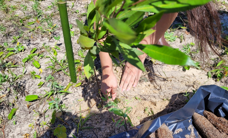 Projeto do IAT em parceria com a prefeitura de Pontal do Paraná recuperou uma área de 350 metros quadrados de restinga