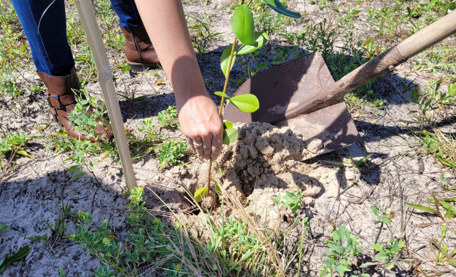 Projeto do IAT em parceria com a prefeitura de Pontal do Paraná recuperou uma área de 350 metros quadrados de restinga