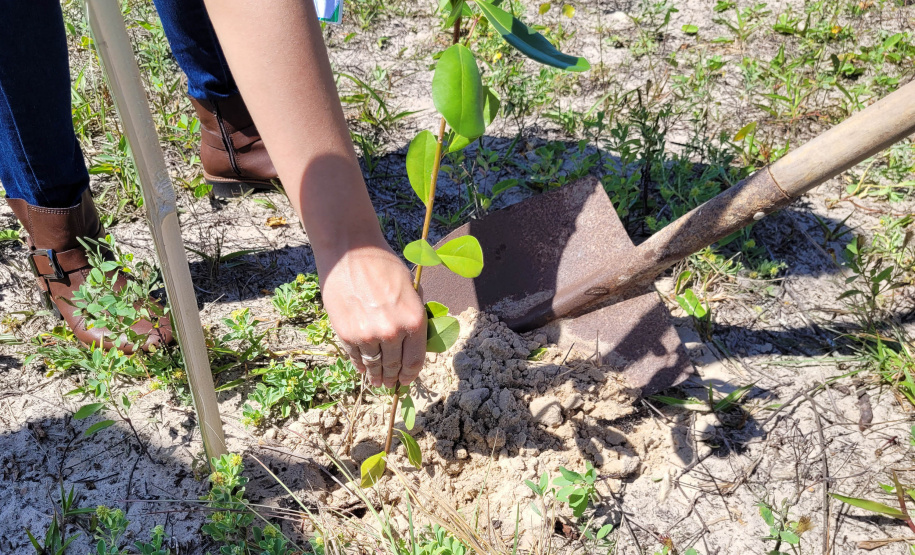 Projeto do IAT em parceria com a prefeitura de Pontal do Paraná recuperou uma área de 350 metros quadrados de restinga