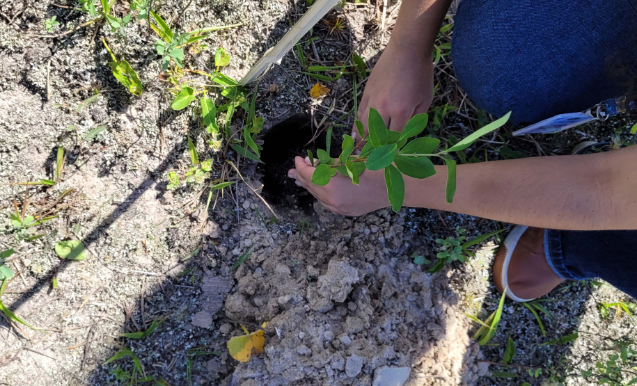 Projeto do IAT em parceria com a prefeitura de Pontal do Paraná recuperou uma área de 350 metros quadrados de restinga