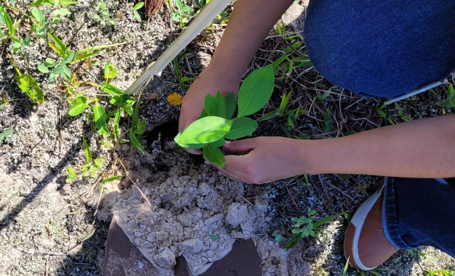 Projeto do IAT em parceria com a prefeitura de Pontal do Paraná recuperou uma área de 350 metros quadrados de restinga