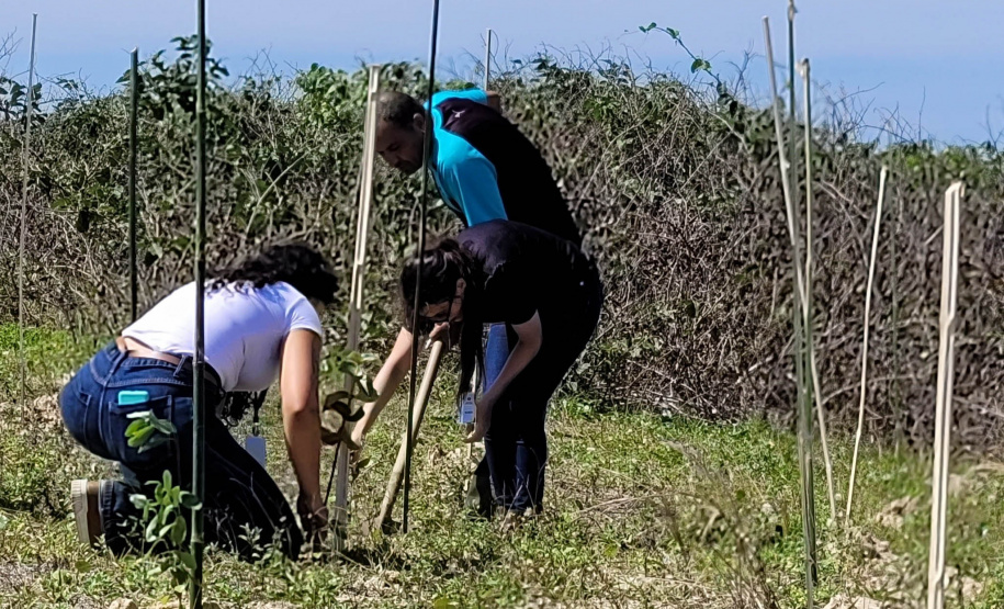 Projeto do IAT em parceria com a prefeitura de Pontal do Paraná recuperou uma área de 350 metros quadrados de restinga