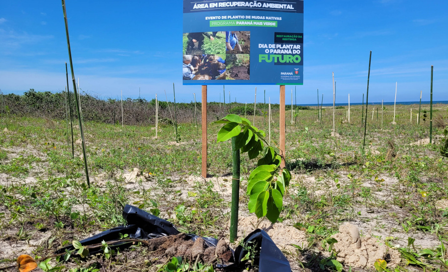 Projeto do IAT em parceria com a prefeitura de Pontal do Paraná recuperou uma área de 350 metros quadrados de restinga