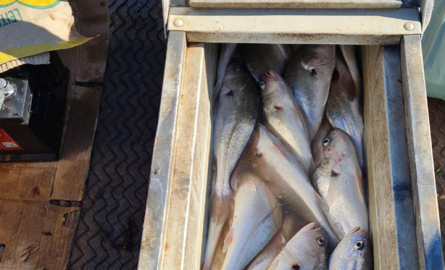 Paraná lidera produção e exportação nacional de carne de peixe