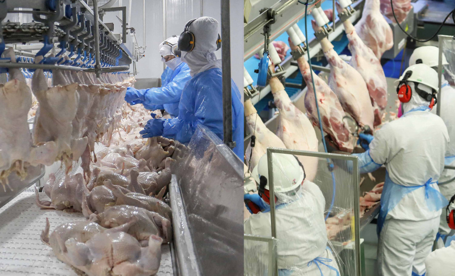 Paraná liderou produção nacional de frangos em 2022; abate de suínos também cresceu