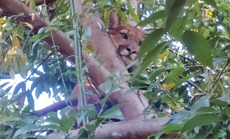 Captura da onça parda mobilizou técnicos do Instituto Água e Terra (IAT), militares do Batalhão de Polícia Ambiental-Força Verde (BPAmb-FV) e um médico veterinário anestesista. Animal é um macho com 36 quilos, jovem e saudável. PR