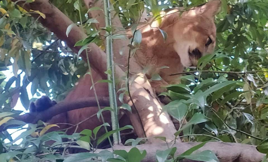 Captura da onça parda mobilizou técnicos do Instituto Água e Terra (IAT), militares do Batalhão de Polícia Ambiental-Força Verde (BPAmb-FV) e um médico veterinário anestesista. Animal é um macho com 36 quilos, jovem e saudável. PR