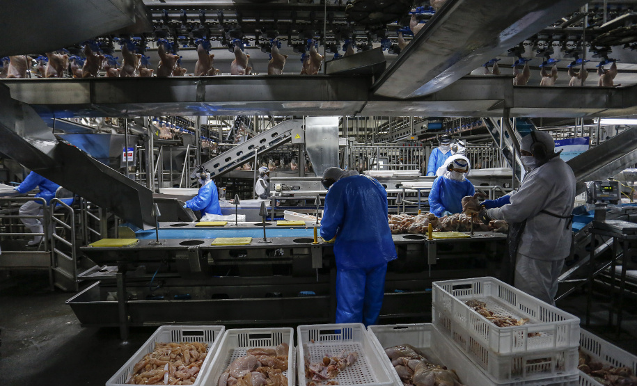 Paraná liderou produção nacional de frangos em 2022; abate de suínos também cresceu