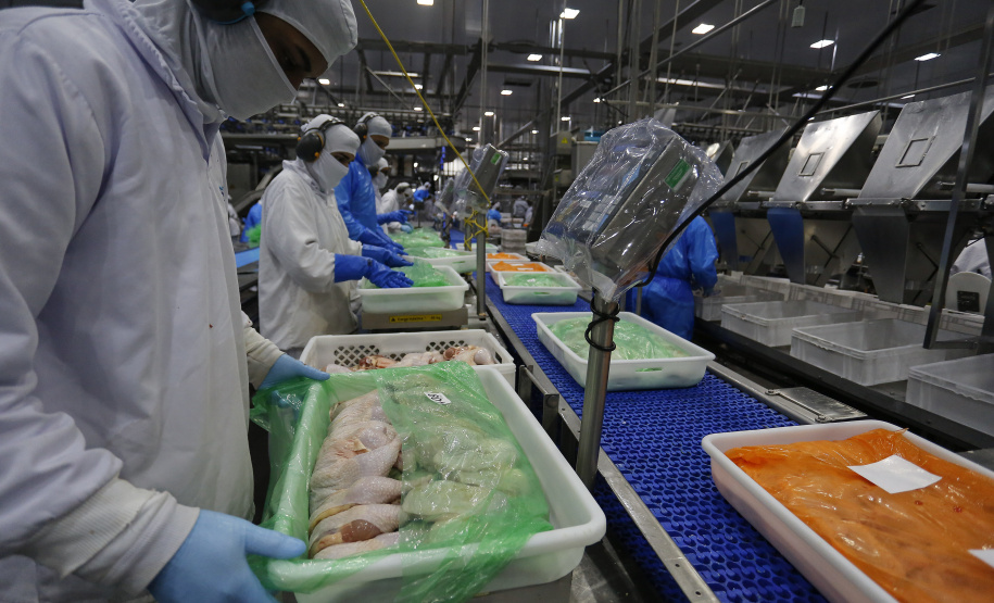 Paraná liderou produção nacional de frangos em 2022; abate de suínos também cresceu