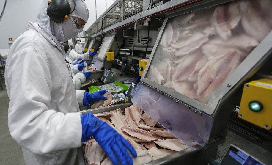 Paraná lidera produção e exportação nacional de carne de peixe