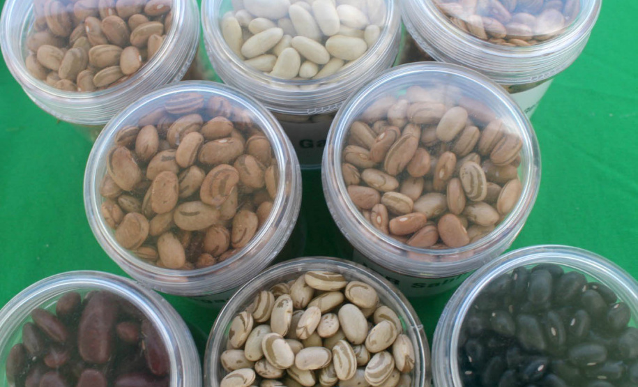 Vânia Moda Cirino é responsável técnica pelo desenvolvimento de mais de 38 cultivares de feijão, trabalho que contribui com os pequenos produtores e para a segurança alimentar da população. Na foto,  nova cultivares de feijão do IDR-Paraná foram destaque no Show Rural