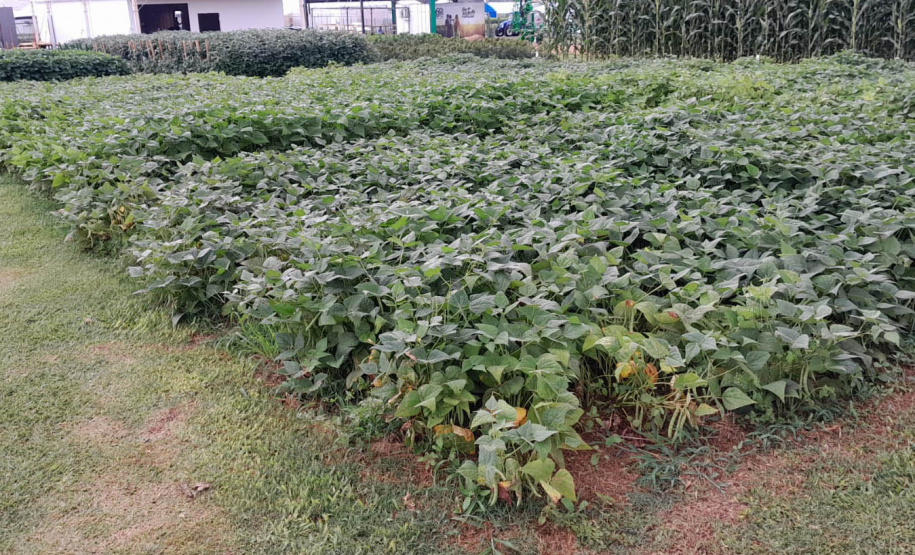 Vânia Moda Cirino é responsável técnica pelo desenvolvimento de mais de 38 cultivares de feijão, trabalho que contribui com os pequenos produtores e para a segurança alimentar da população. Na foto,  nova cultivares de feijão do IDR-Paraná foram destaque no Show Rural