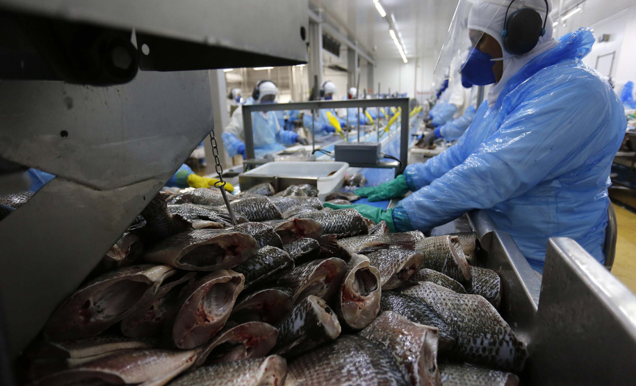 Paraná lidera produção e exportação nacional de carne de peixe