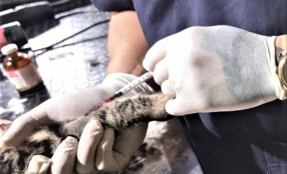 CastraPet Paraná alcança 73 mil animais esterilizados em 218 municípios