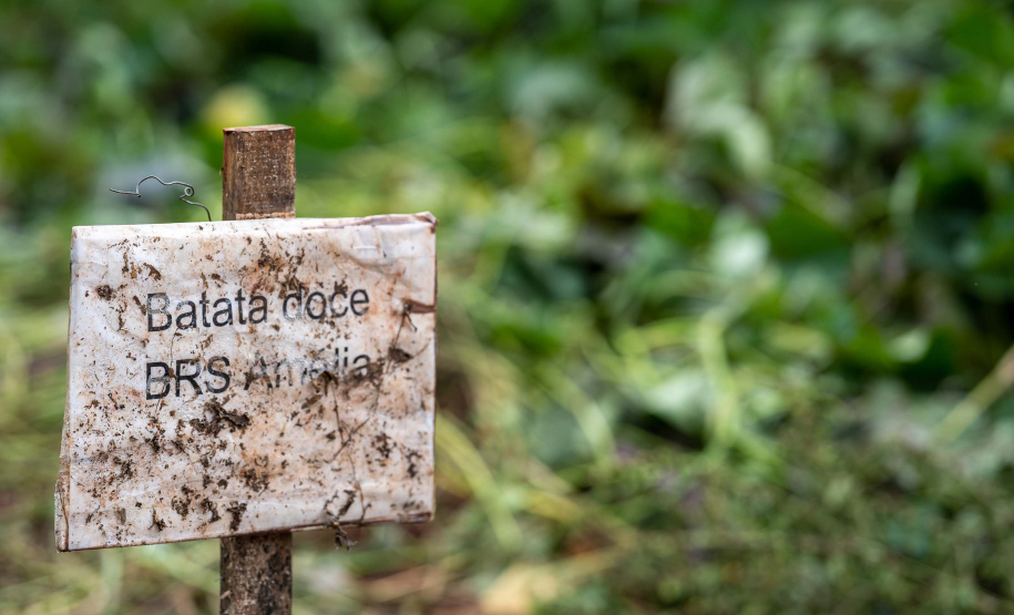Educação aumenta alimentos orgânicos na merenda e ensina prática nas escolas
