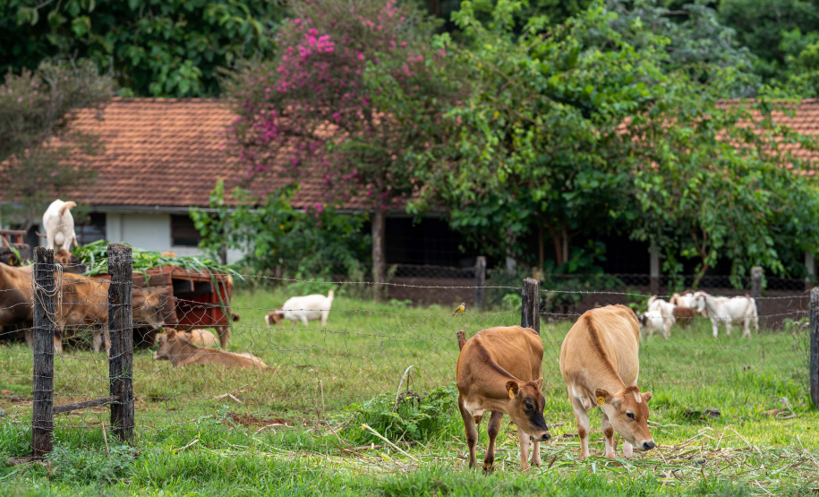 Educação aumenta alimentos orgânicos na merenda e ensina prática nas escolas