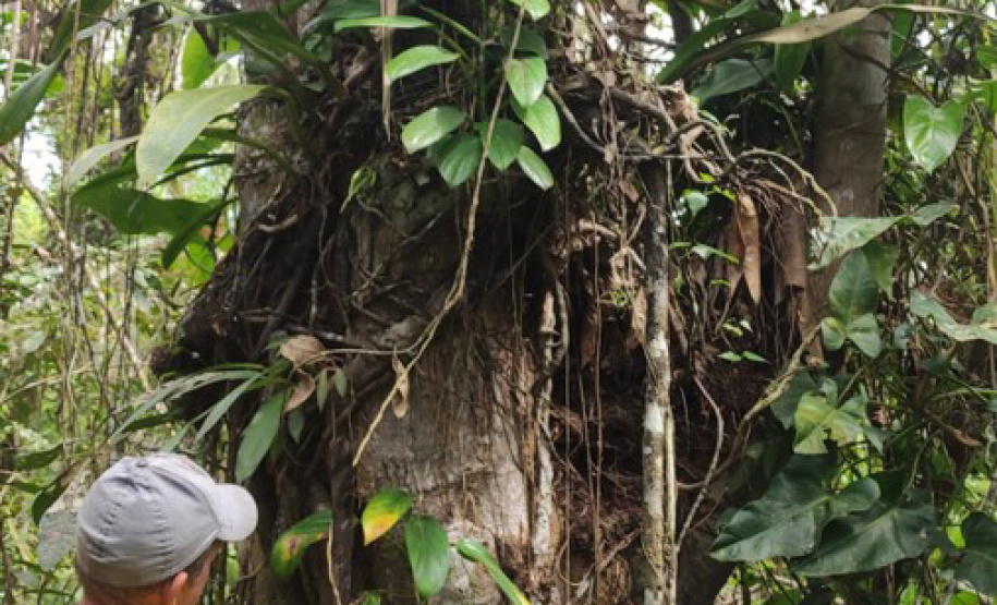 Com foco na preservação ambiental e cultural, IAT permite exploração da Caxeta por fandangueiros