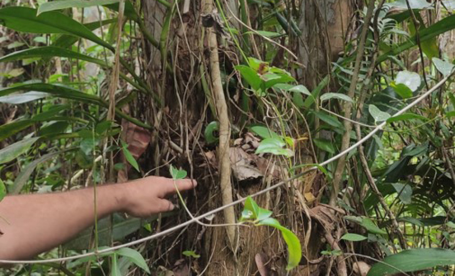 Com foco na preservação ambiental e cultural, IAT permite exploração da Caxeta por fandangueiros