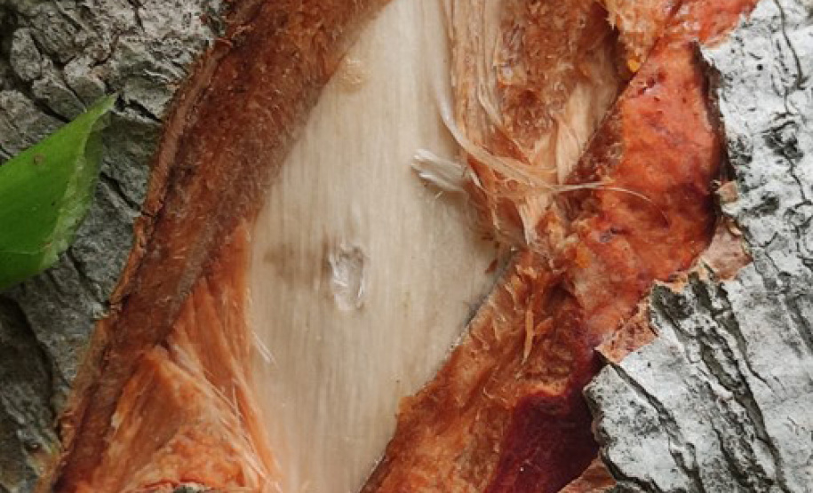 Com foco na preservação ambiental e cultural, IAT permite exploração da Caxeta por fandangueiros