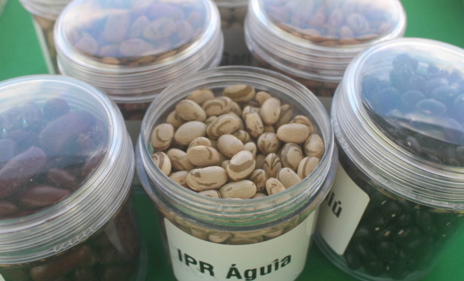 Vânia Moda Cirino é responsável técnica pelo desenvolvimento de mais de 38 cultivares de feijão, trabalho que contribui com os pequenos produtores e para a segurança alimentar da população. Na foto,  nova cultivares de feijão do IDR-Paraná foram destaque no Show Rural