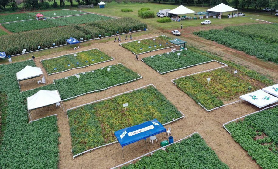 Dias de Campo em Ponta Grossa incentivam melhoria na produção de feijão e milho