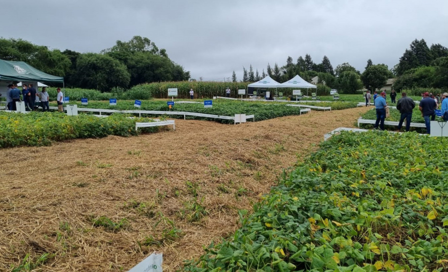 Dias de Campo em Ponta Grossa incentivam melhoria na produção de feijão e milho