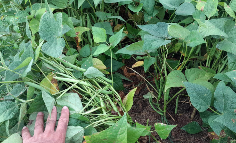 Vânia Moda Cirino é responsável técnica pelo desenvolvimento de mais de 38 cultivares de feijão, trabalho que contribui com os pequenos produtores e para a segurança alimentar da população. Na foto,  nova cultivares de feijão do IDR-Paraná foram destaque no Show Rural