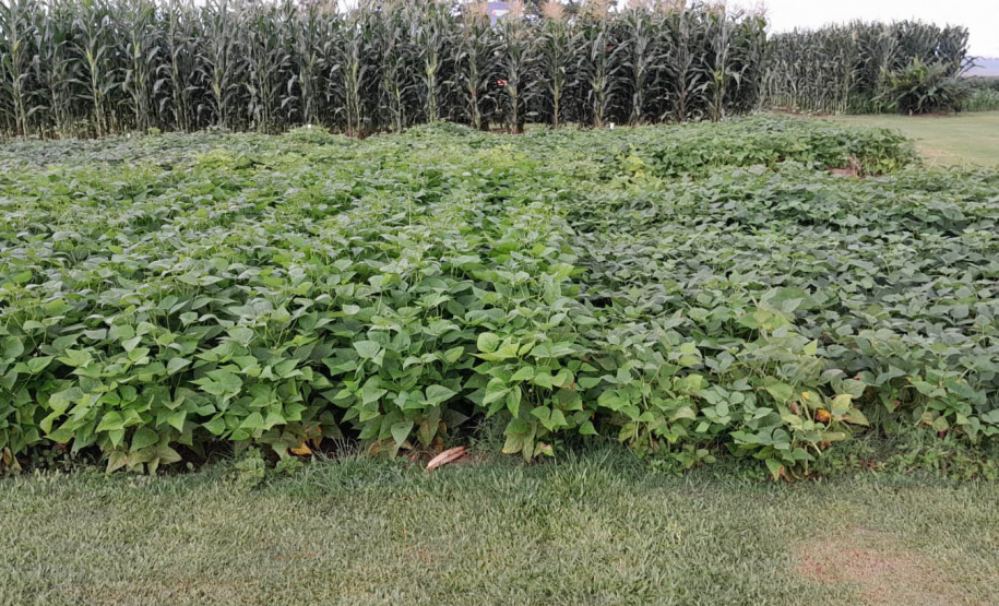 Vânia Moda Cirino é responsável técnica pelo desenvolvimento de mais de 38 cultivares de feijão, trabalho que contribui com os pequenos produtores e para a segurança alimentar da população. Na foto,  nova cultivares de feijão do IDR-Paraná foram destaque no Show Rural