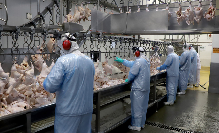 Paraná liderou produção nacional de frangos em 2022; abate de suínos também cresceu