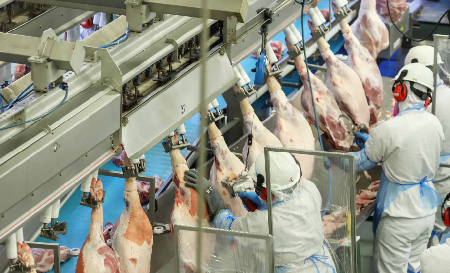 Paraná liderou produção nacional de frangos em 2022; abate de suínos também cresceu