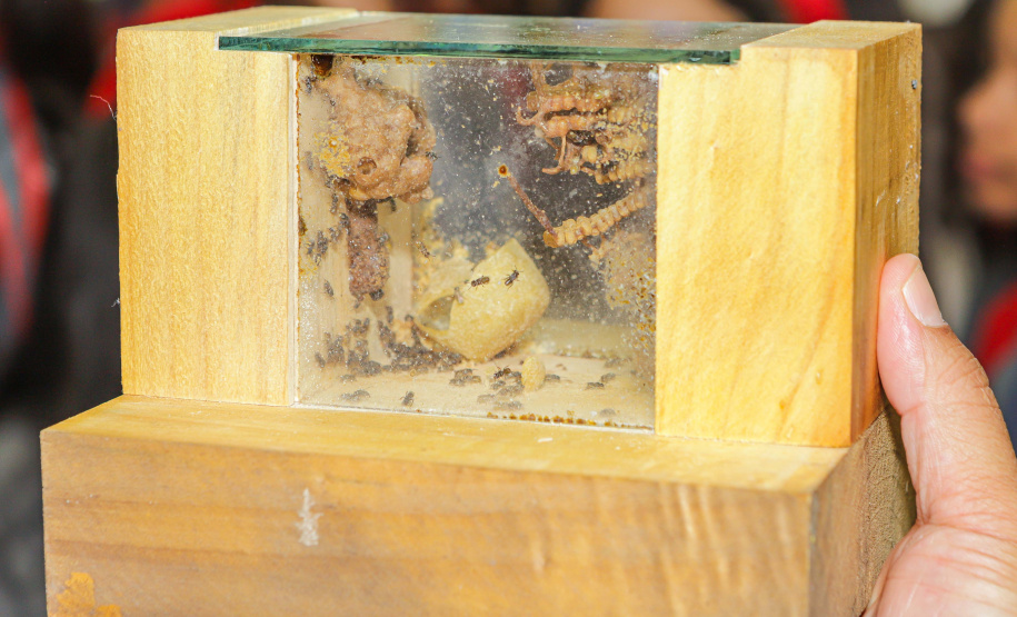 Abelas nativas - jardins palácio