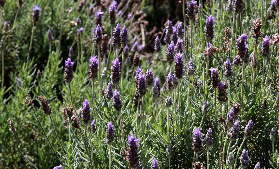 Rota da Lavanda