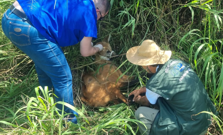 Equipe do IAT resgata lobo-guará atropelado em rodovia dos Campos Gerais