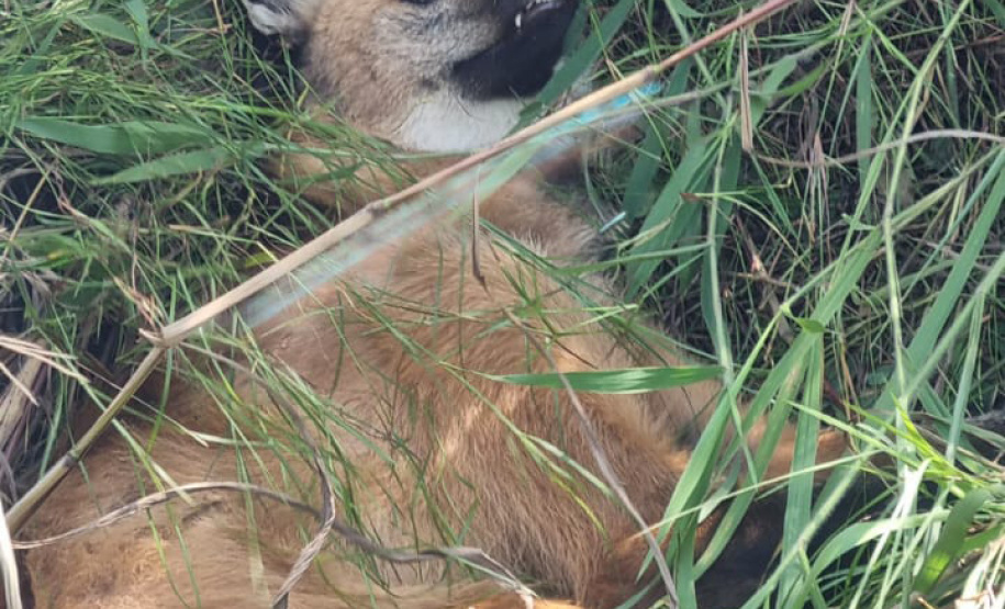 Equipe do IAT resgata lobo-guará atropelado em rodovia dos Campos Gerais