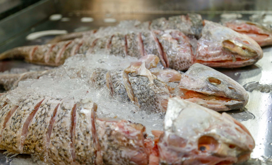 Paraná lidera produção e exportação nacional de carne de peixe